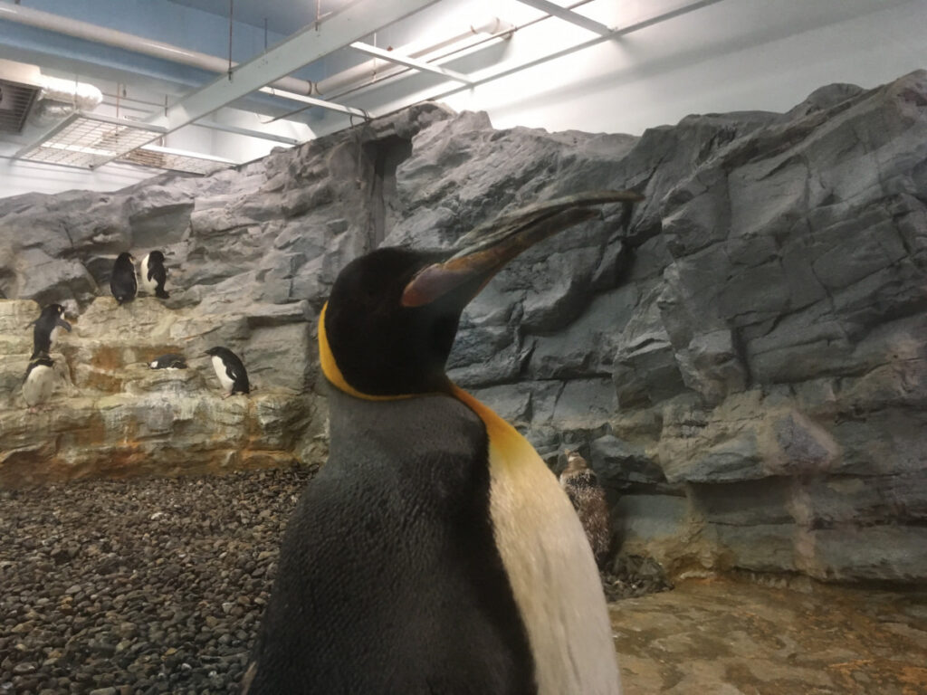 旭山動物園に行ってみた